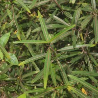 Barleria lupulina Lindl.